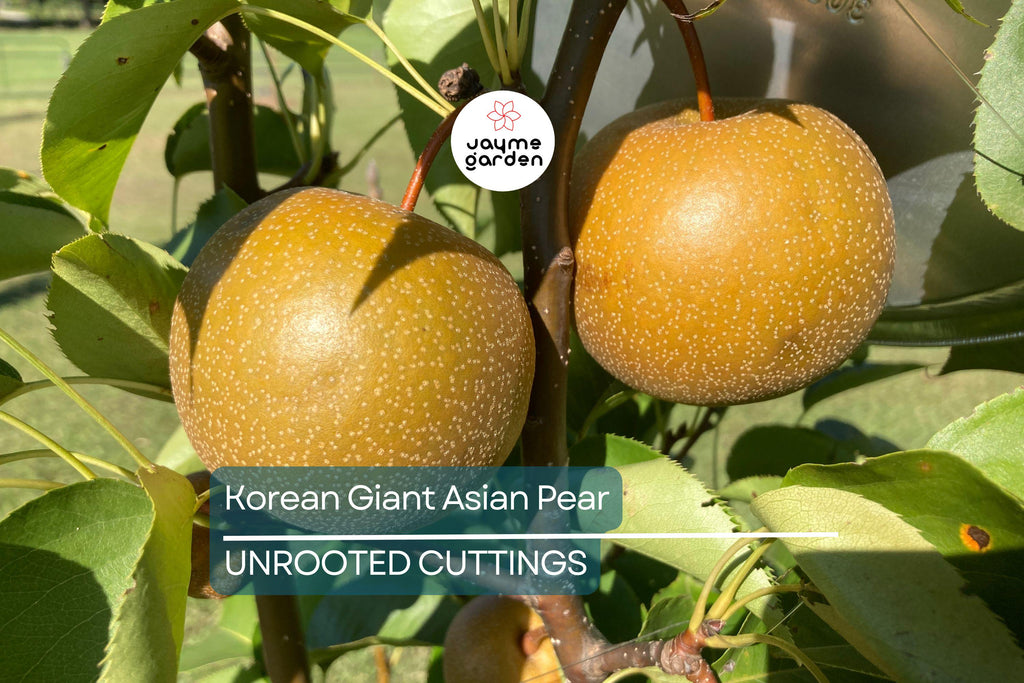 Korean Giant Asian Pear Scion - 3 Cuttings for Planting, Edible Fruit Tree
