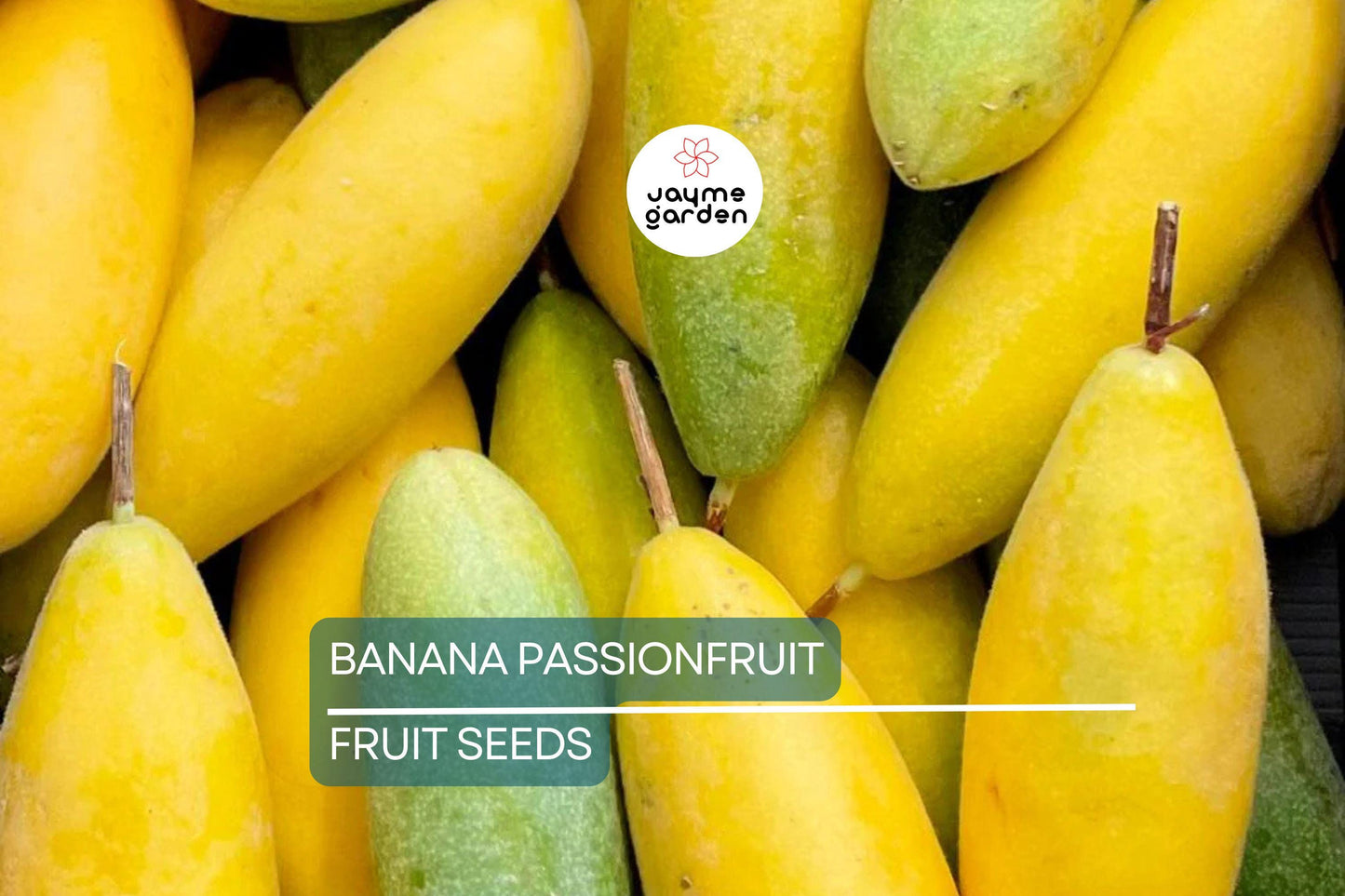 10 Banana Passionfruit Seeds (Passiflora Mollissima) - Rare Tropical Vine, Fast Growing, Sweet Fruits