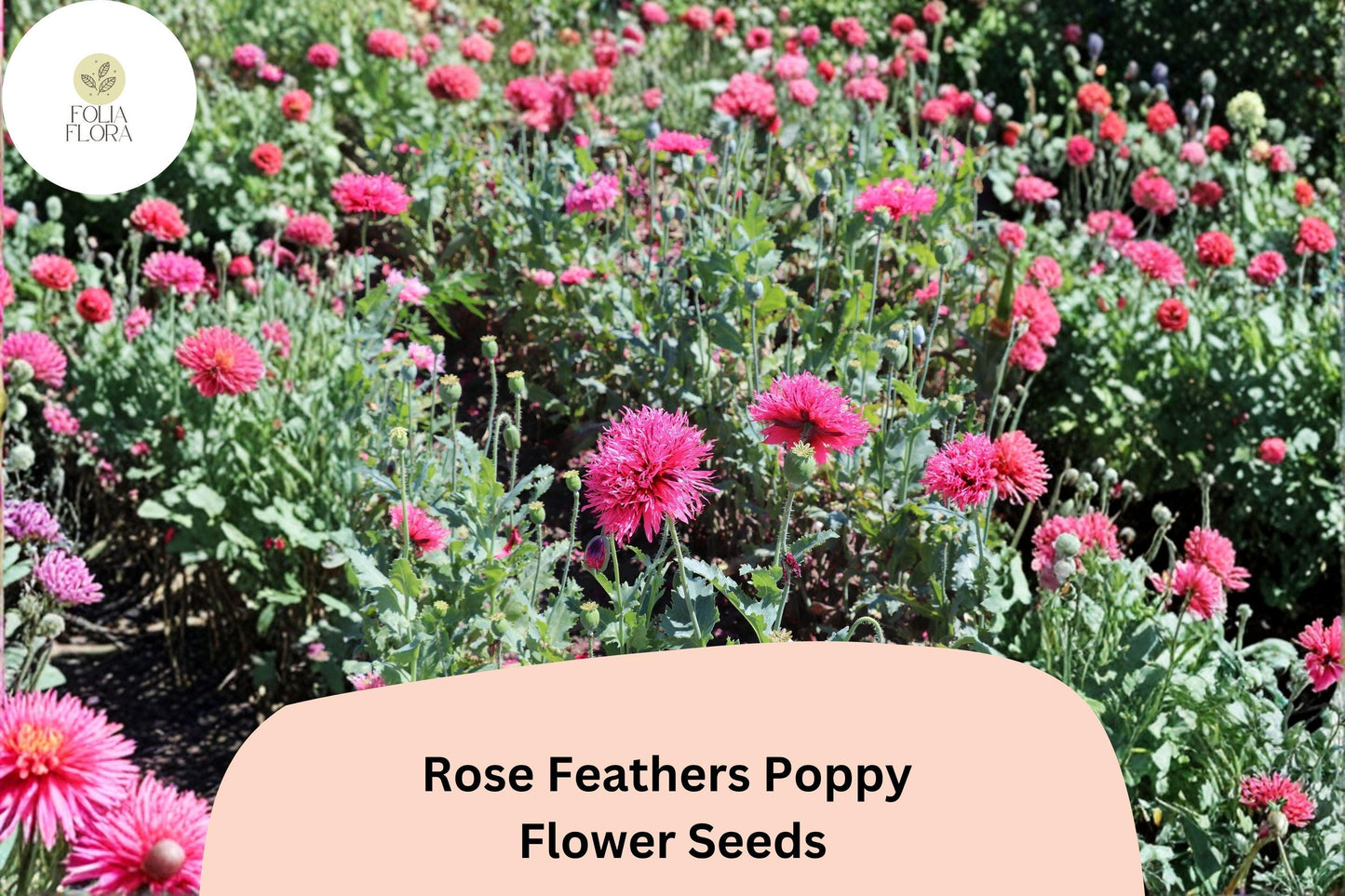 200+ Rose Feathers Poppy Seeds for Garden Planting – Soft Pink Feathery Blooms, Easy to Grow Perennial Wildflower