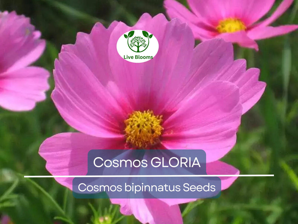 200 Seeds Cosmos GLORIA, 3-5’ Tall, Huge Flower Blooms, Magenta Center, Non-GMO, Beautiful Garden Flowers, Attracts Pollinators