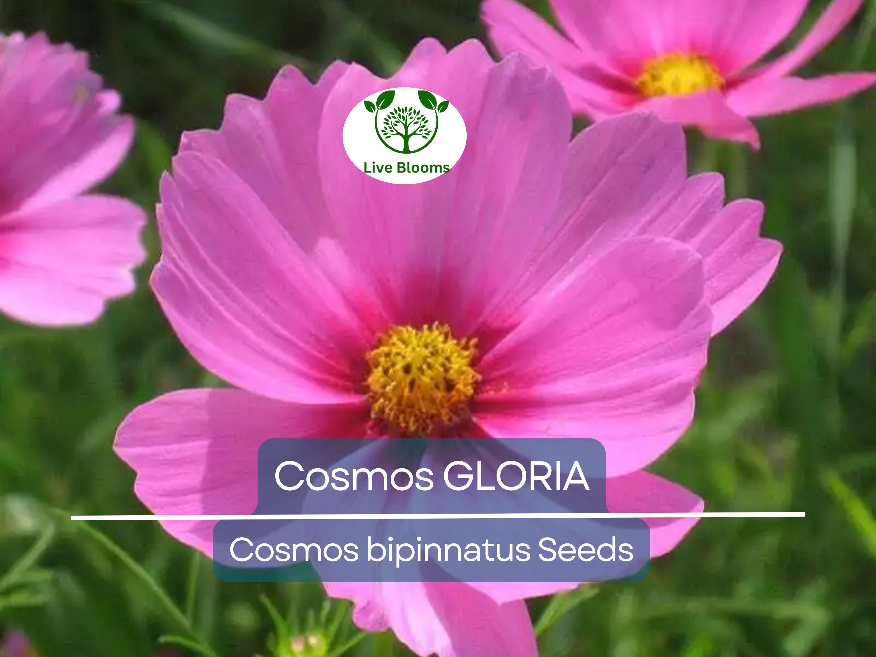 200 Seeds Cosmos GLORIA, 3-5’ Tall, Huge Flower Blooms, Magenta Center, Non-GMO, Beautiful Garden Flowers, Attracts Pollinators