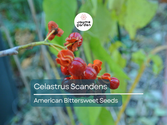 30 Seeds Celastrus Scandens | American Bittersweet Seeds for Planting | Vigorous Climbing Vine | Bright Berries | Ornamental Garden Plant
