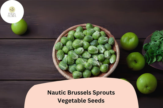 500+ Nautic F1 Brussels Sprouts Seeds – High-Yield Hybrid for Garden & Fall Harvest