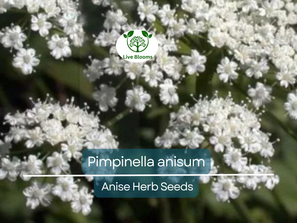 250 mg Seeds Anise – Pimpinella anisum Herb for Planting | Aromatic Spice for Cooking, Teas, and Garden Growth
