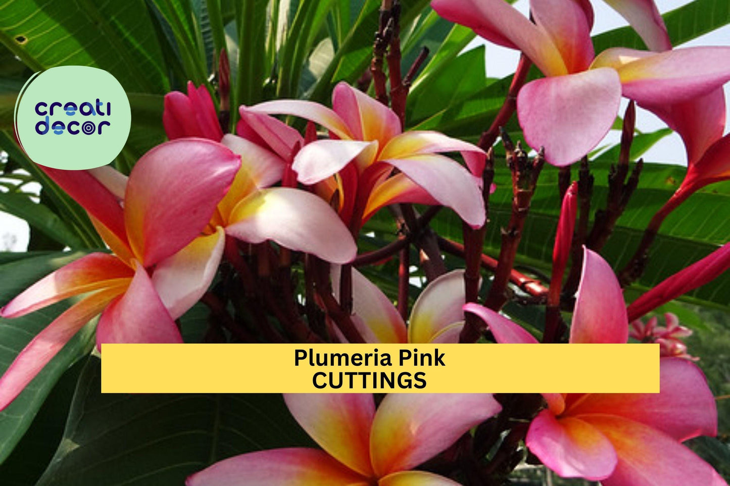 3-Tip Pink Plumeria Cutting – 7–10” Fresh Plumeria rubra Stem | Unrooted Tropical Starter for Pots, Gardens, or Landscape Borders