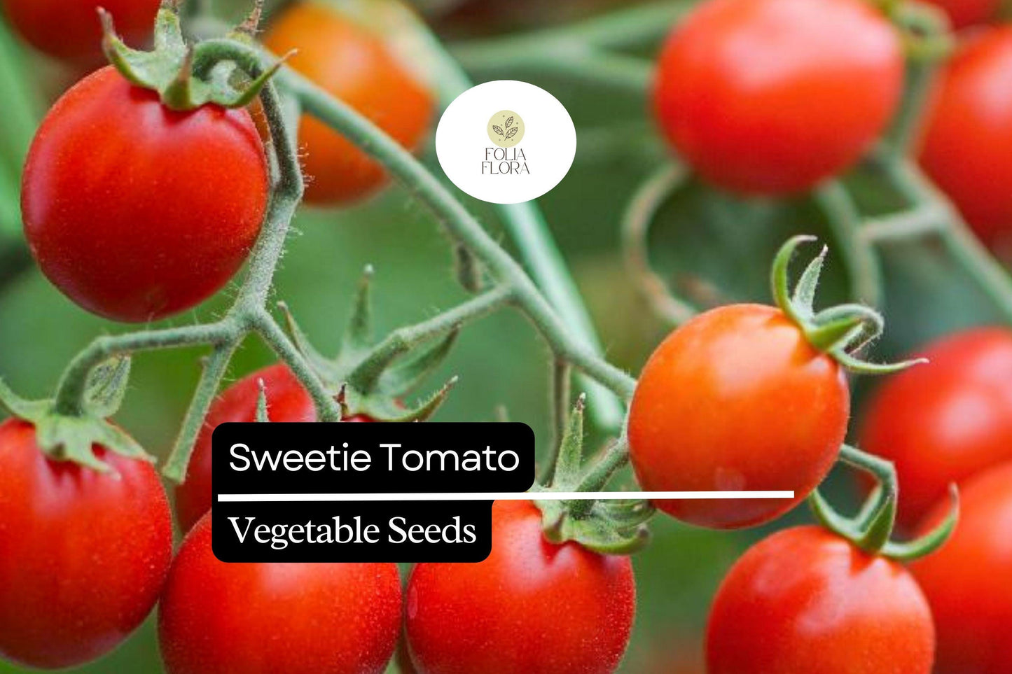 30 Sweetie Tomato Seeds – Solanum lycopersicum – Heirloom, Extra-Sweet Cherry Tomato, High-Yielding, Perfect for Snacking & Salads