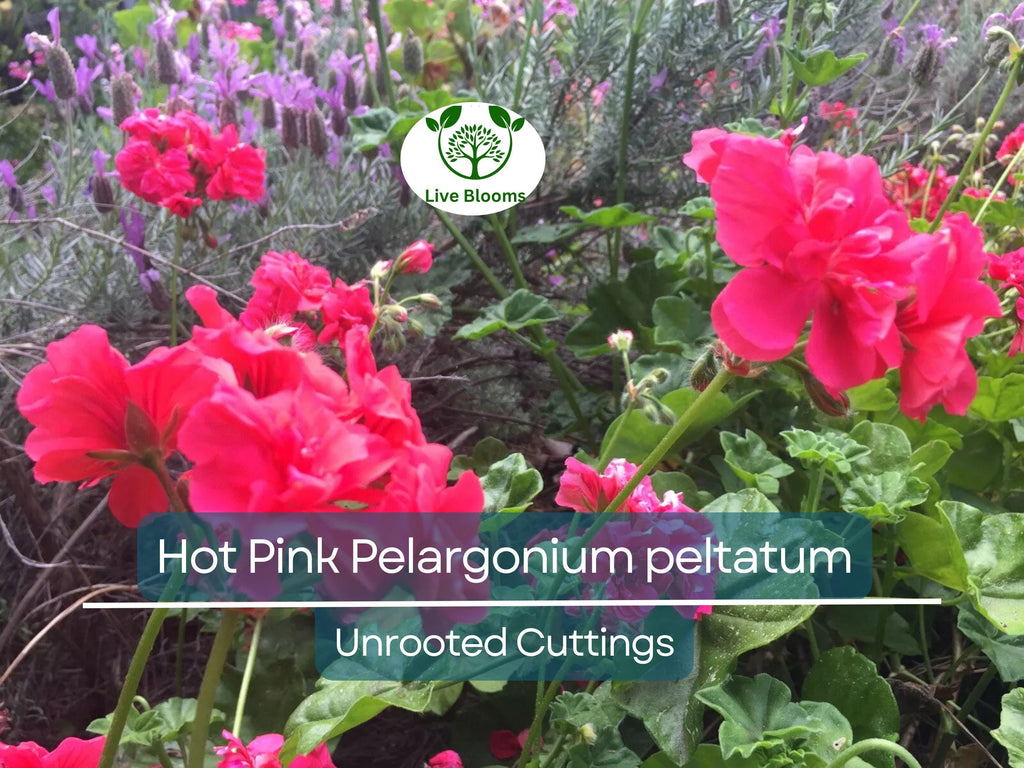 6 Hot Pink Pelargonium Peltatum Ivy Geranium Live Plant Cuttings 6" – Unrooted Geraniums for Hanging Baskets, Gardens, & Window Boxes