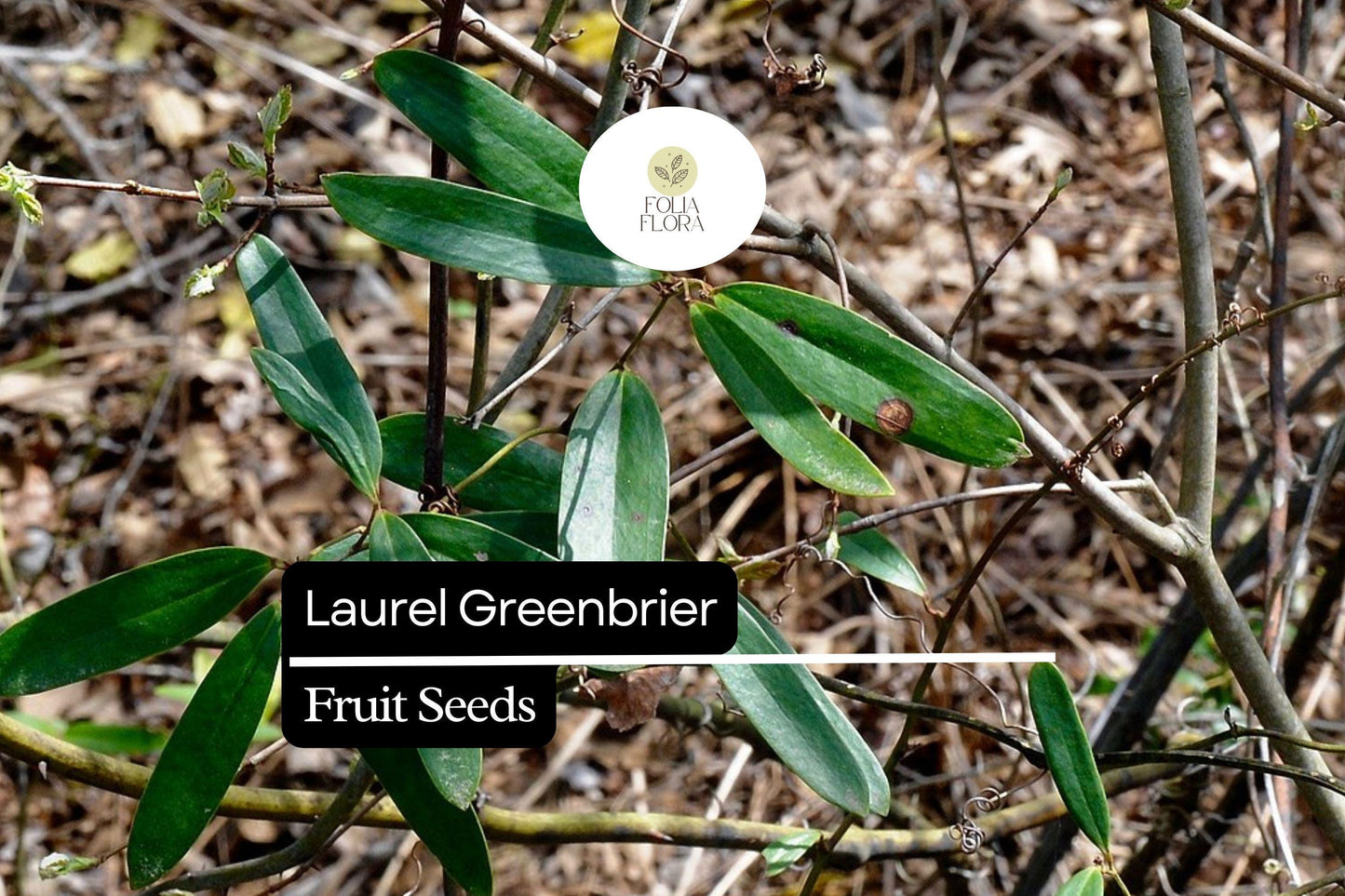 Laurel Greenbrier Seeds (Smilax laurifolia) | 5 Seeds | Hardy Vine for Wildlife & Natural Fencing