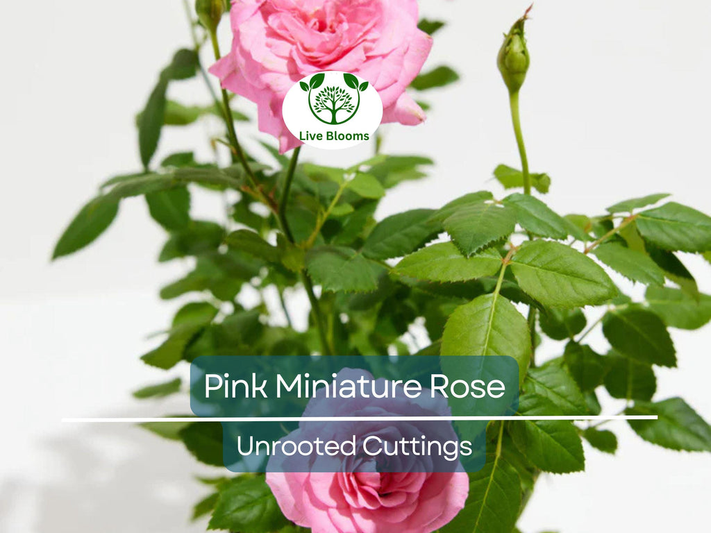 15 Organic Pink Miniature Rose Unrooted Cuttings - 6" for Grafting or Rooting, Rosa 'Fairy', Organic, Perfect for Garden or Pot