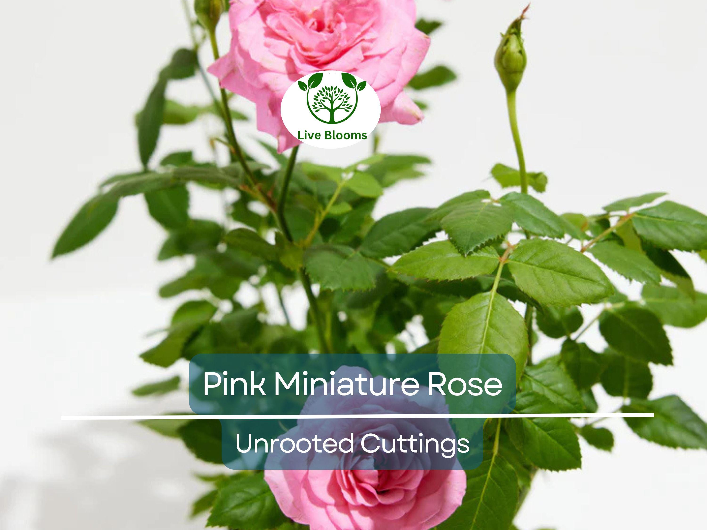 15 Organic Pink Miniature Rose Unrooted Cuttings - 6" for Grafting or Rooting, Rosa 'Fairy', Organic, Perfect for Garden or Pot