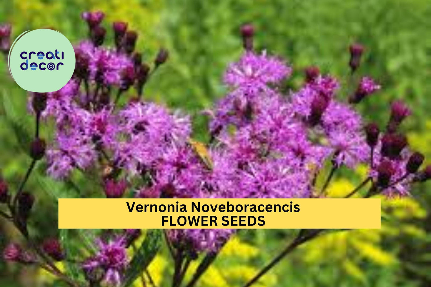 2pcs of 100 seeds Vernonia noveboracensis Seeds – New York Ironweed for Pollinator Gardens, Meadows, or Native Landscapes Seeds for Planting