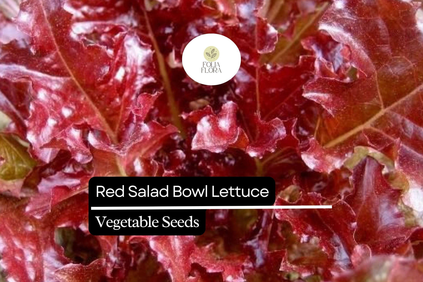 1000 Red Salad Bowl Lettuce Seeds – Lactuca sativa – Heirloom Leaf Lettuce, Deep Red Leaves, Fast-Growing, Non-GMO, Tender & Crisp
