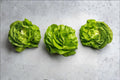Bibb – Butterhead Lettuce 700 Seeds | Classic Butterhead Lettuce | Soft & Sweet Leaves | Garden Favorite