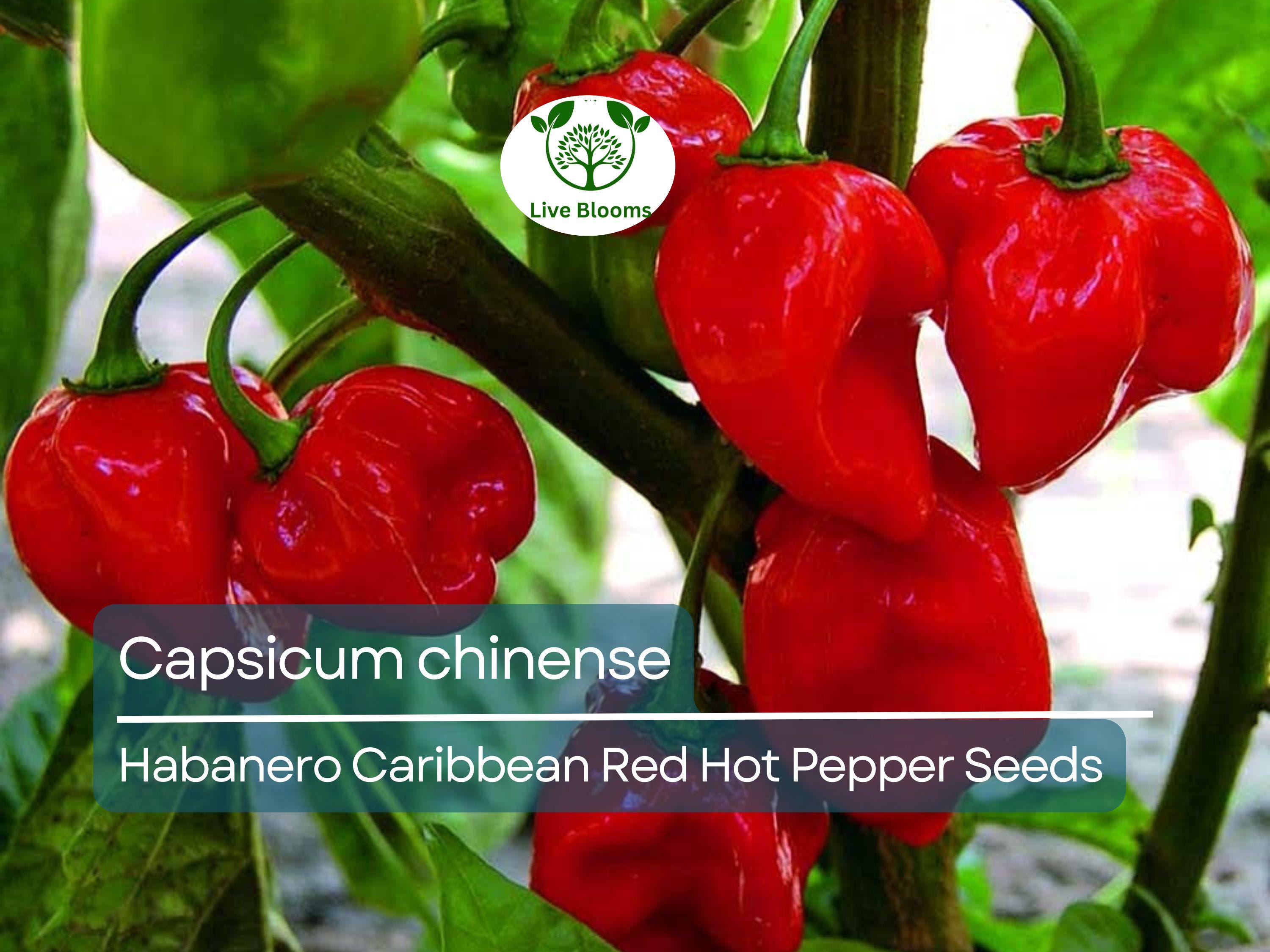 250 mg Habanero Caribbean Red Hot Pepper Seeds - Capsicum chinense | Heirloom Extra-Hot Pepper Seeds for Planting, Spicy Cooking & Gardens
