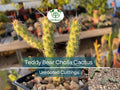 5 Cylindropuntia Fulgida Teddy Bear Cholla Cactus Cuttings - Unique Prickly Pear Cactus Segments for Propagation & Desert Gardens