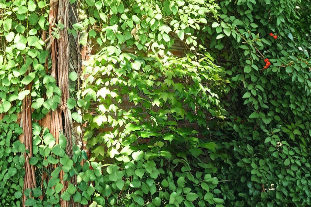 Virginia Creeper Seeds – Parthenocissus quinquefolia | 10 Seeds | Native Climbing Vine | Fast Growing Ornamental