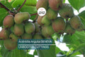 10 Hardy Kiwi Geneva Female Cuttings | Organic Actinidia Arguta | Grow Your Own Tropical Fruit | Root Yourself
