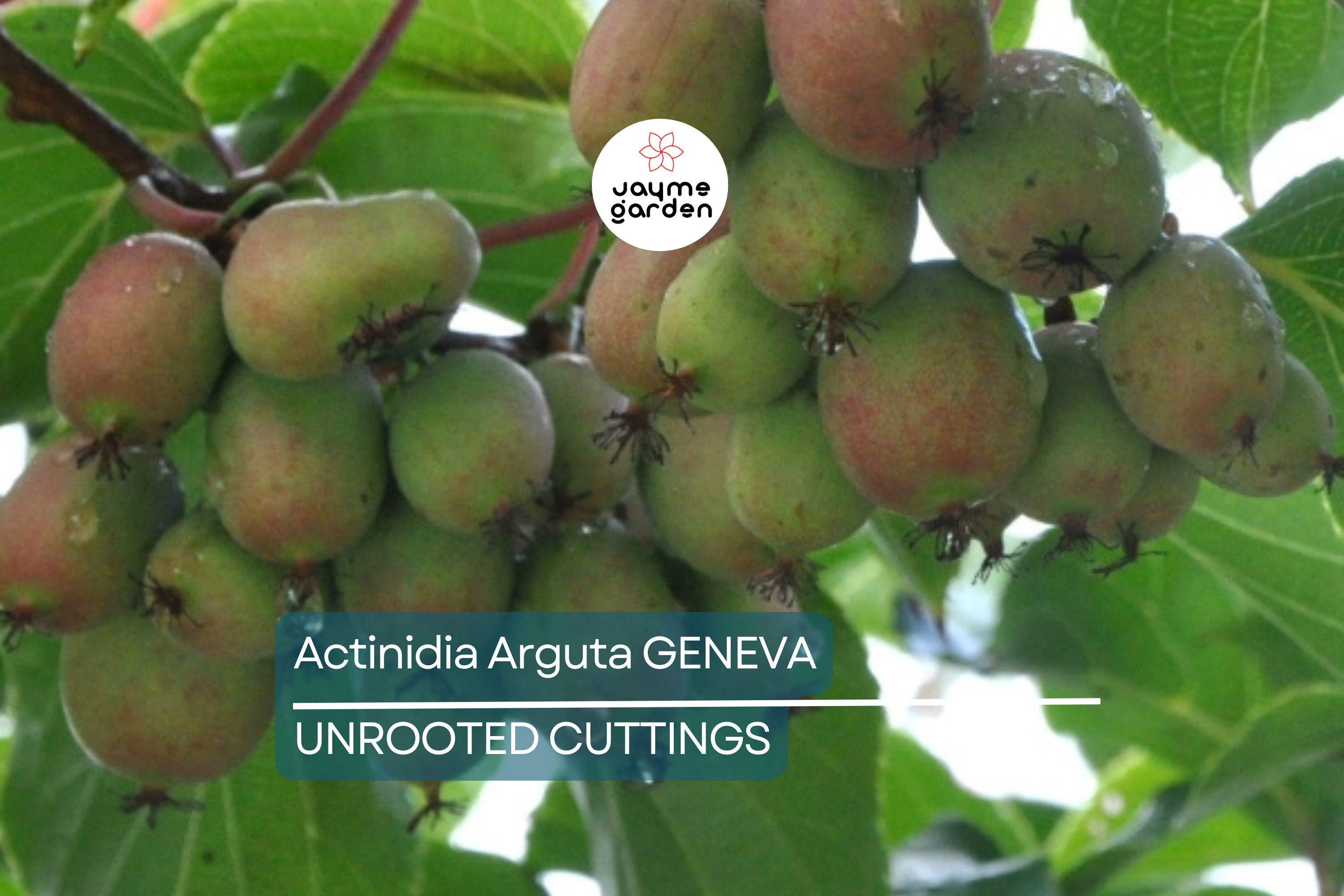 10 Hardy Kiwi Geneva Female Cuttings | Organic Actinidia Arguta | Grow Your Own Tropical Fruit | Root Yourself