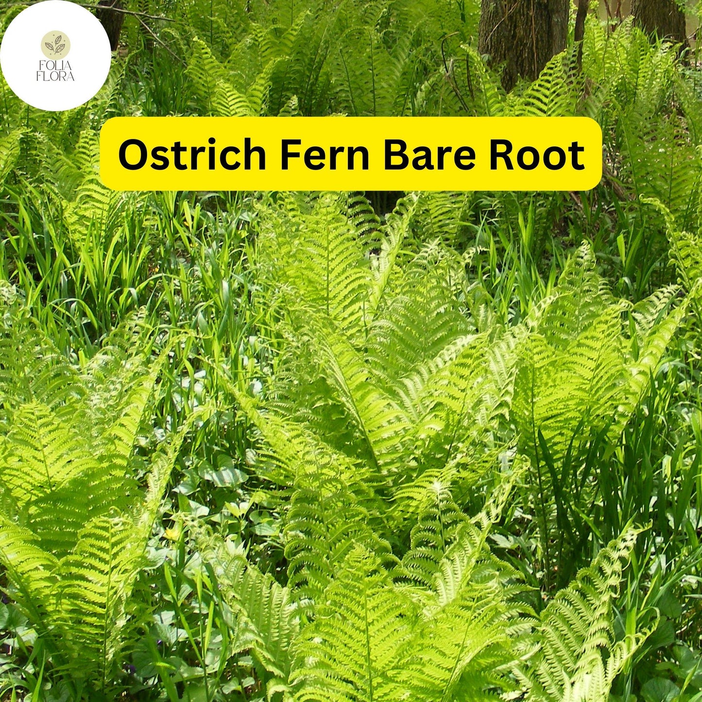 10 Ostrich Ferns, Matteuccia struthiopteris, Bare Root Perennial Shade Plants, Native Woodland Garden