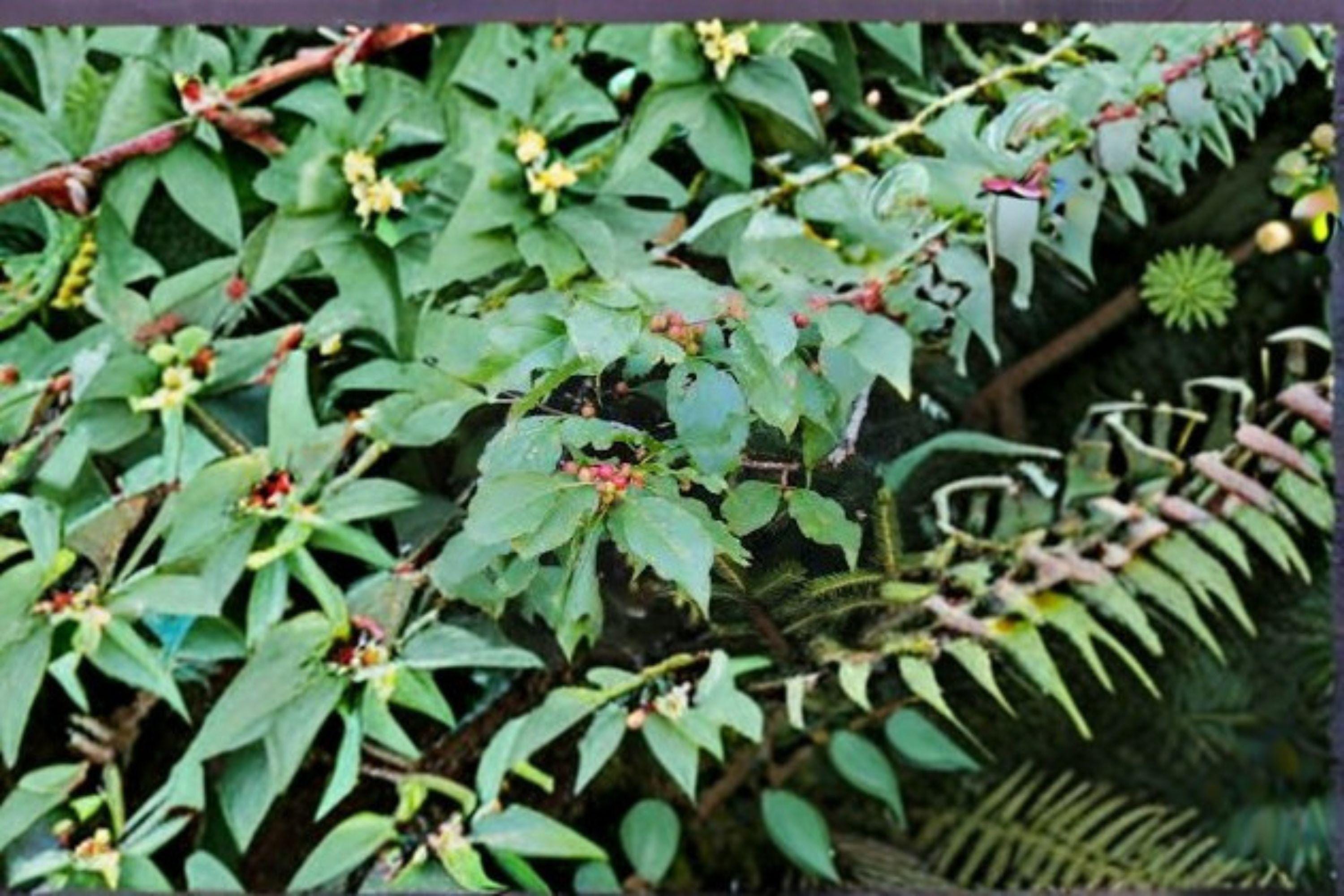 Mountain Winterberry Seeds –  Ilex montana, Native Deciduous Holly, Red Berries, Wildlife Shrub (10 Seeds)