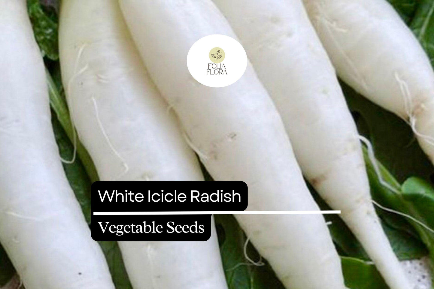 200 Seeds White Icicle Radish (Raphanus sativus) – Crisp, Mild, and Fast-Growing Radish Variety