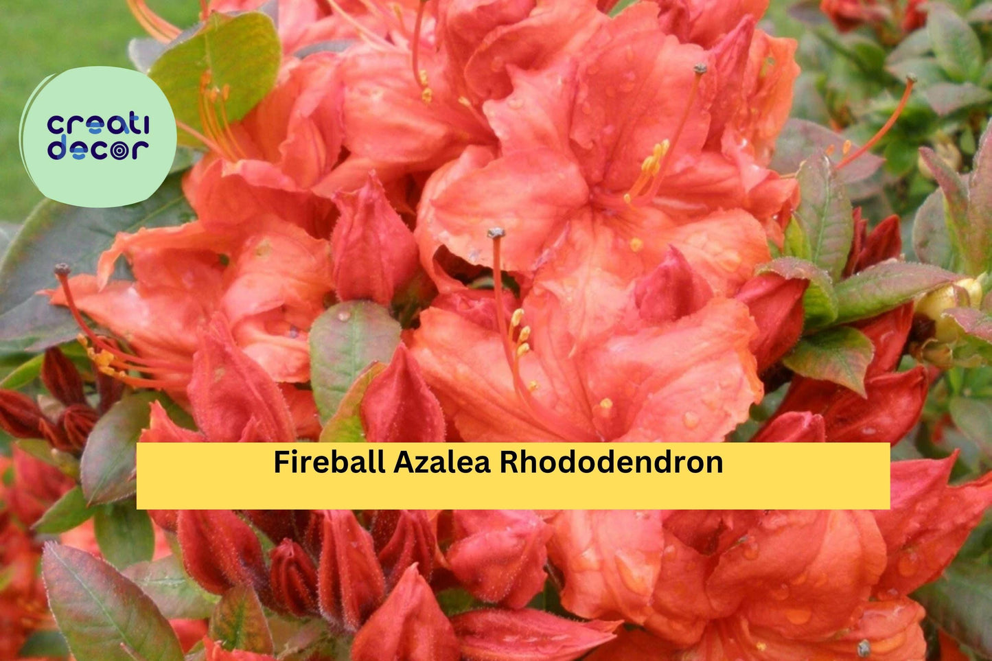 Fireball Azalea Rhododendron – Well-Rooted Starter Plant – Vibrant Red-Orange Blooms, Hardy Flowering Shrub for Garden