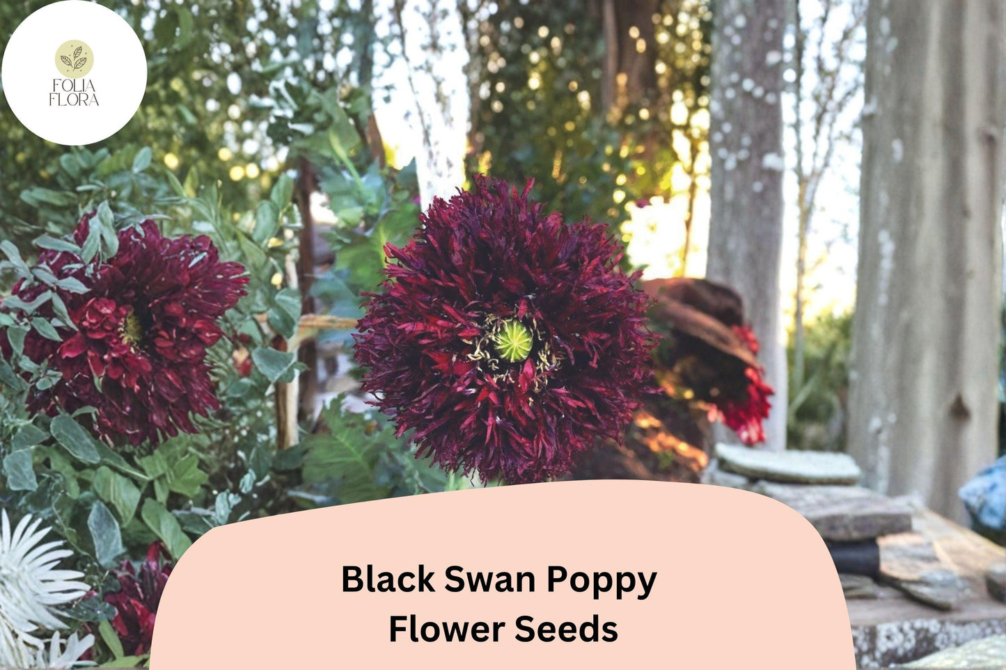 200+ Black Swan Poppy Seeds | Papaver somniferum | Deep Dark Blooms | Easy Garden Annual Flower Seeds for Beds & Pots