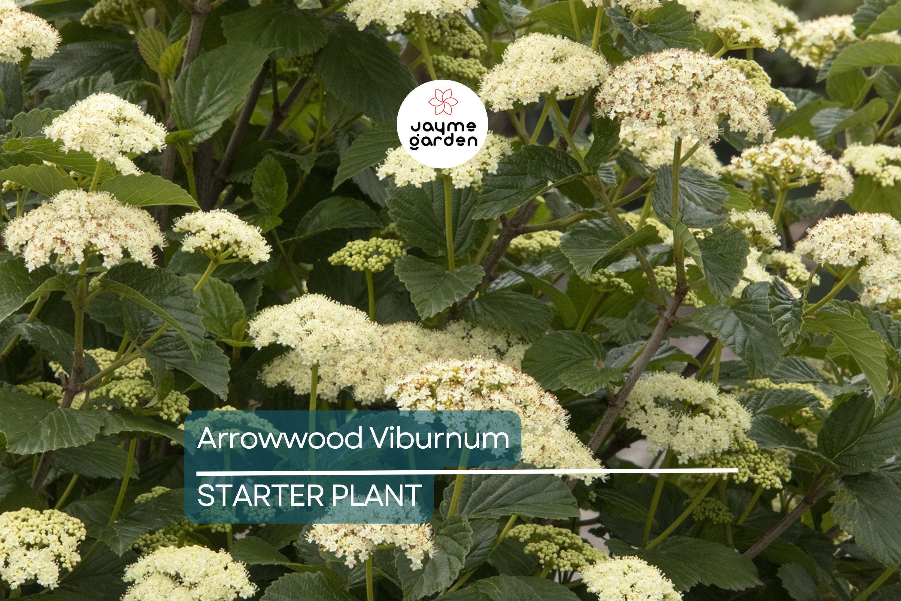 Arrowwood Viburnum Bush – Live Bare Root Plant, Viburnum Dentatum, 15’ Tall, White Flowers, Edible Fruit, Full Sun, Guaranteed Growth