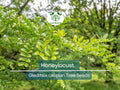 10 Honeylocust Tree Seeds (Gleditsia caspian) | Fast-Growing, Hardy Tree | Ideal for Shade, Landscaping, & Fast-Green Cover