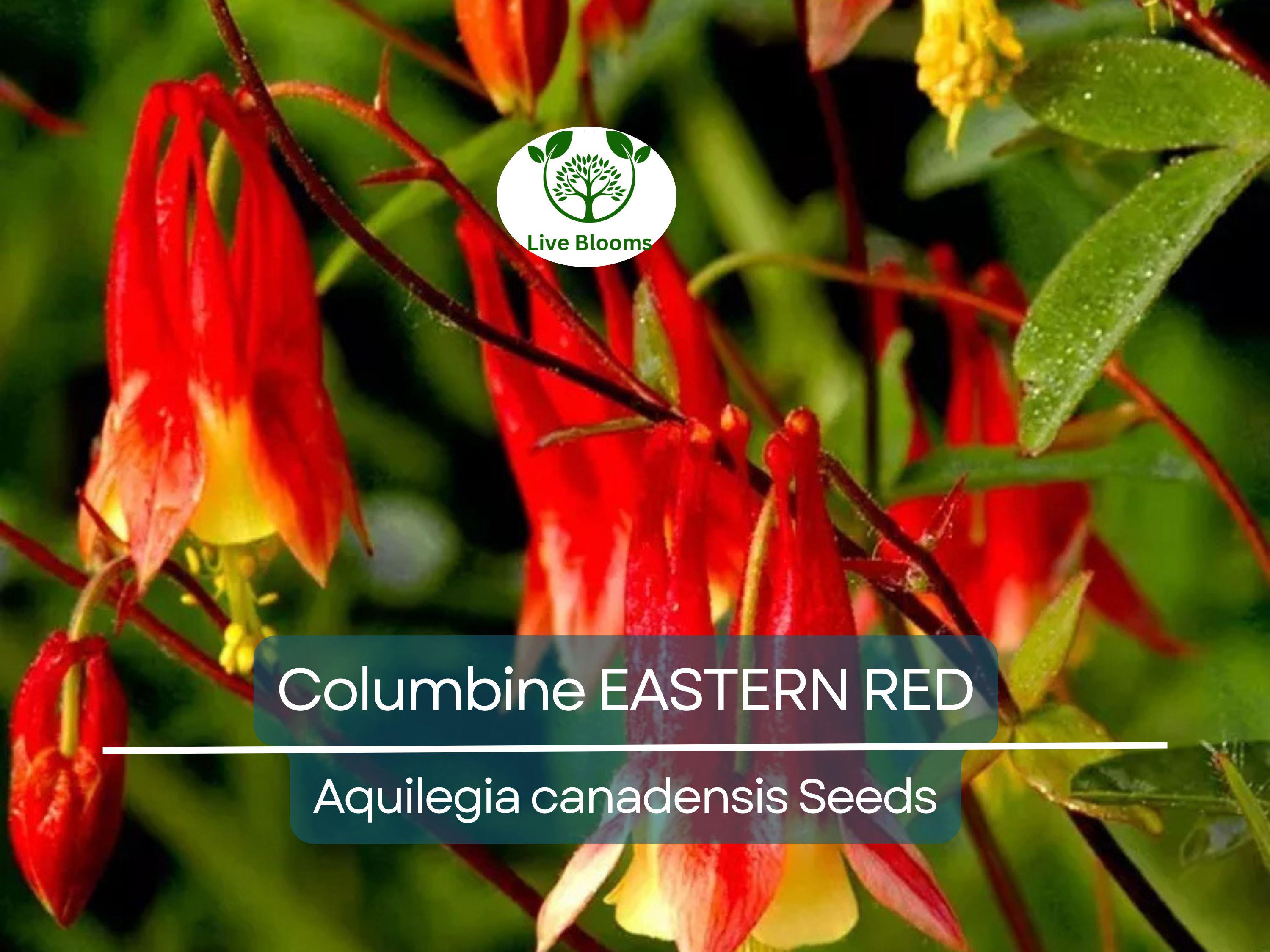 500 Seeds Columbine EASTERN RED Perennial, Aquilegia canadensis, PartShade, Attracts Pollinators, Non-GMO, Beautiful Red Blooms