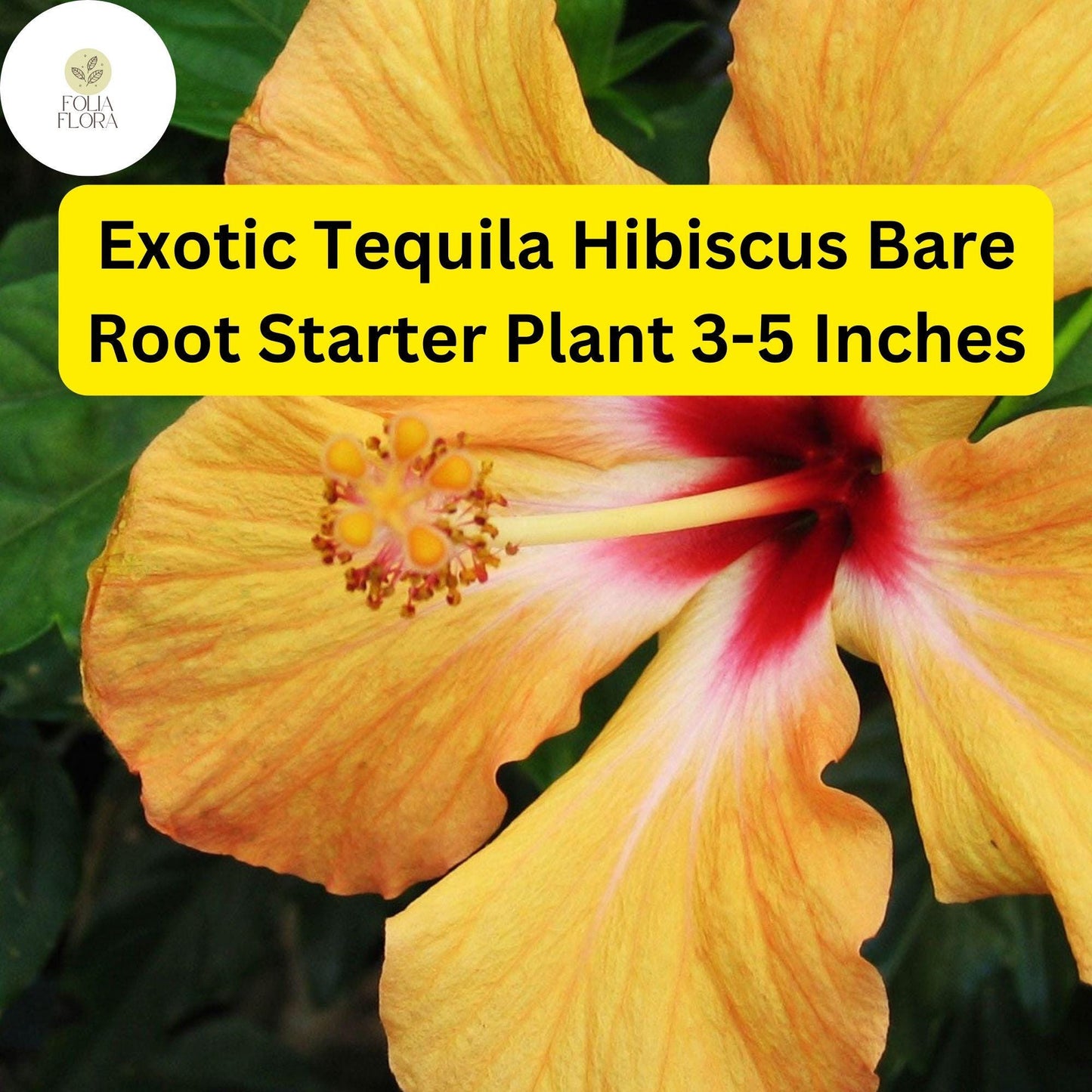 1 Hibiscus rosa-sinensis 'Tequila' - Exotic Tequila Hibiscus Live Bare Root Starter Plant 3-5 Inches