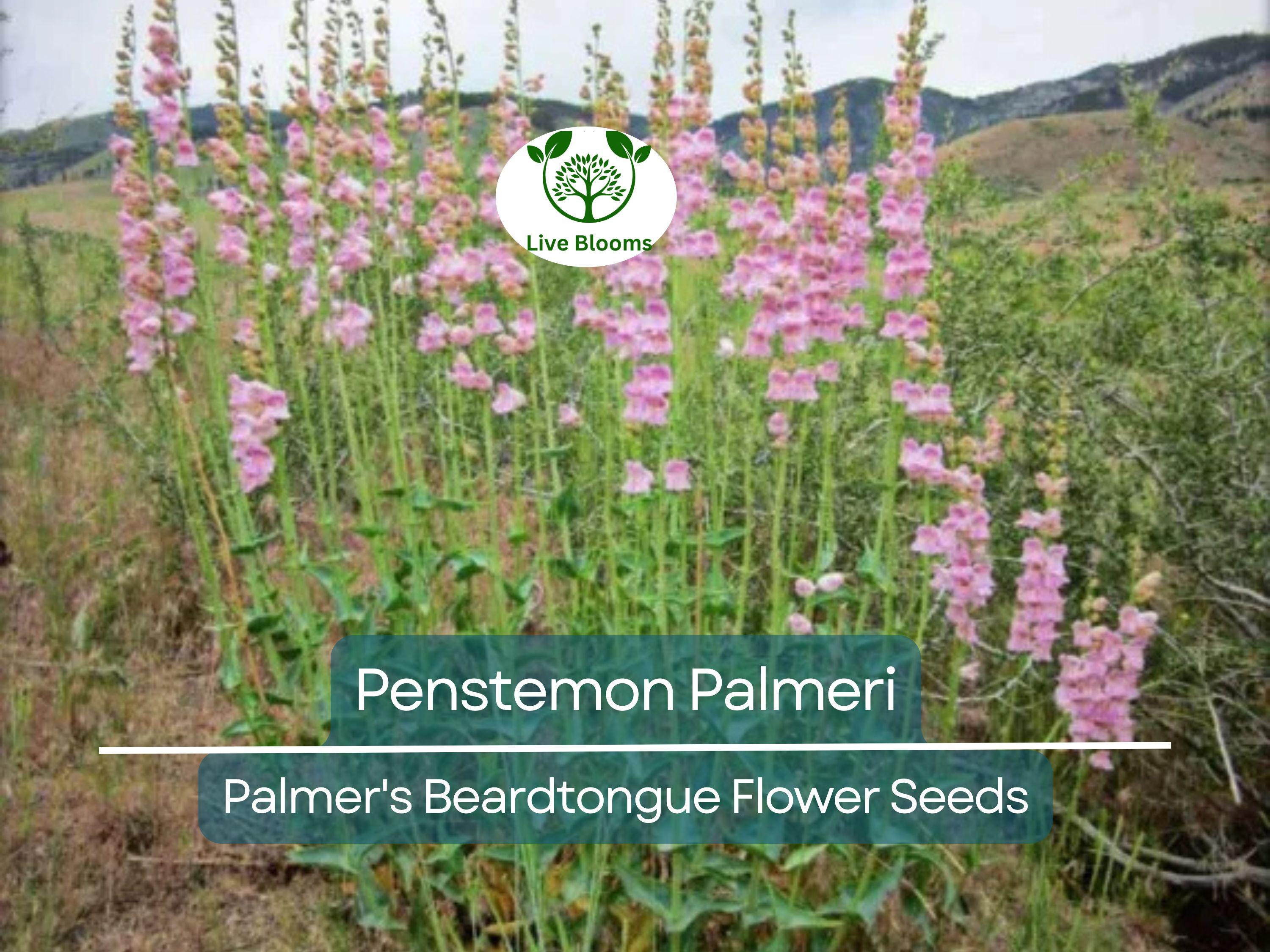 100 mg Seeds Penstemon Palmeri (Palmer's Beardtongue) for Planting | Fragrant Native Wildflower for Dry, Rocky Soils & Pollinator Gardens