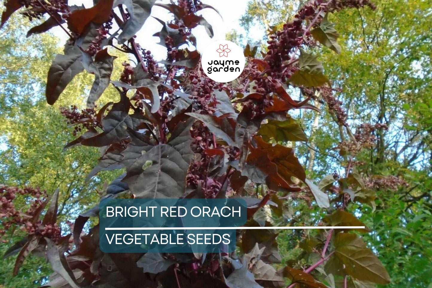 300 Bright Red Orach Seeds, French Spinach (Atriplex hortensis) Heirloom, 1' Tall, Free Shipping