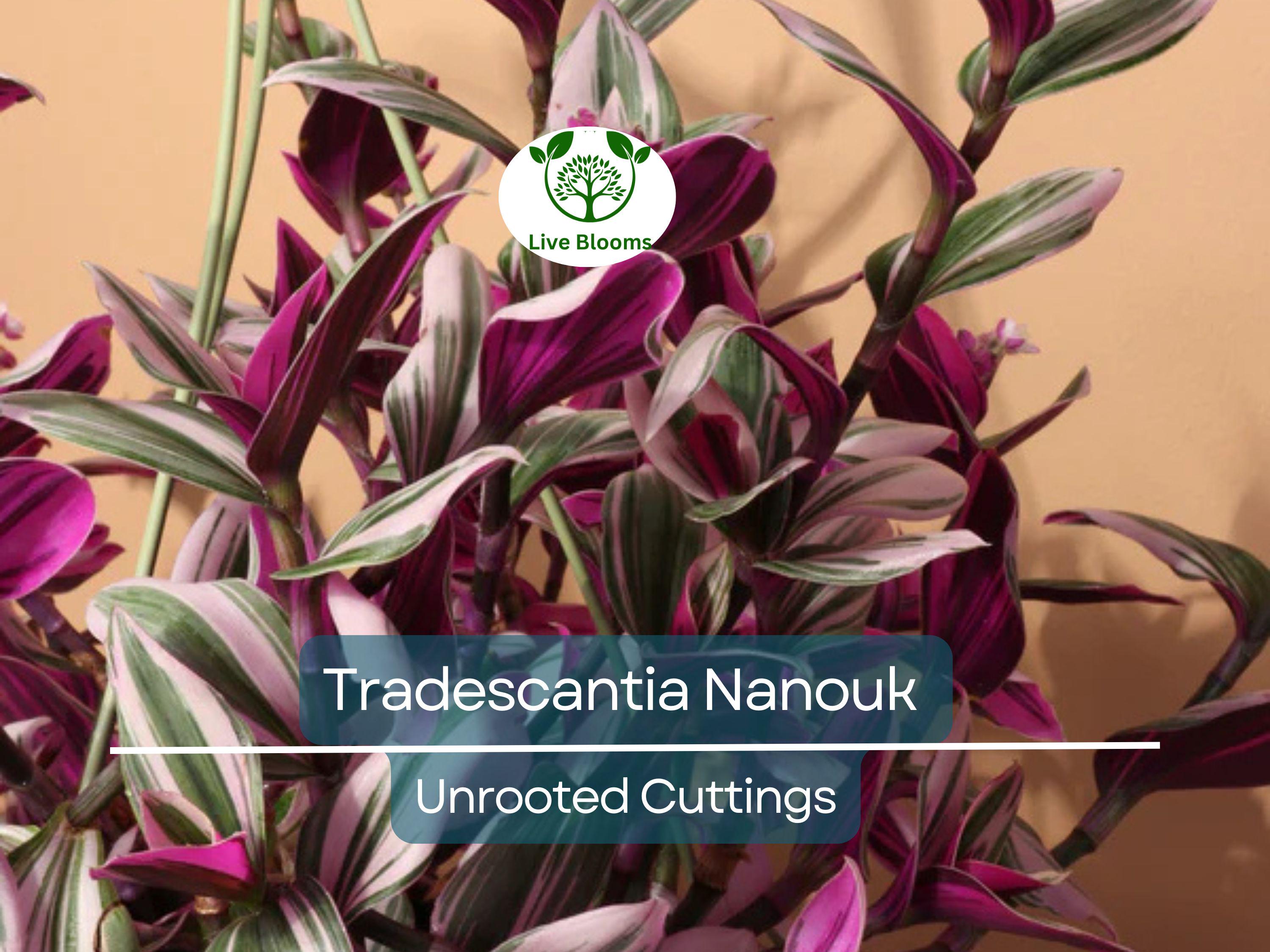 5 Unrooted Cuttings 4”-8” BIG Tradescantia Nanouk Rare "Pink Wandering Jew" | Beautiful Pink, White & Green Foliage, Easy to Propagate
