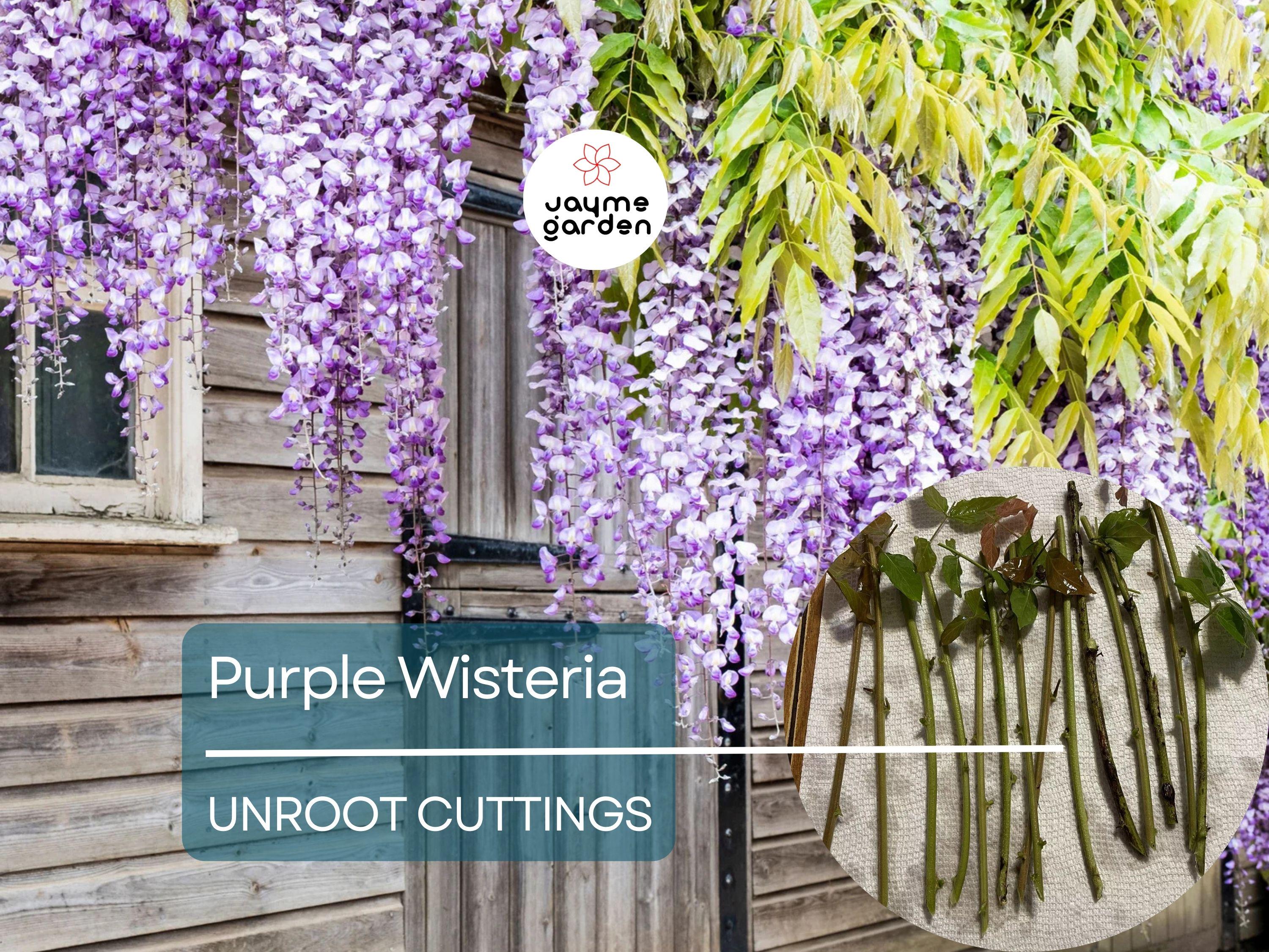 5 Unrooted Purple Wisteria Cuttings - Hardy Climbing Vine with Fragrant Flowers for Trellises, Fences, Gardens, & Outdoor Landscaping