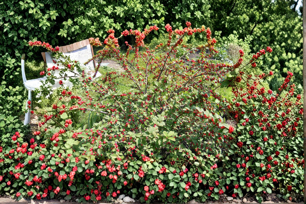 Prunus tomentosa – Nanking Cherry 10 Seeds | Hardy Fruiting Shrub | Early Spring Blooms | Sweet-Tart Cherries