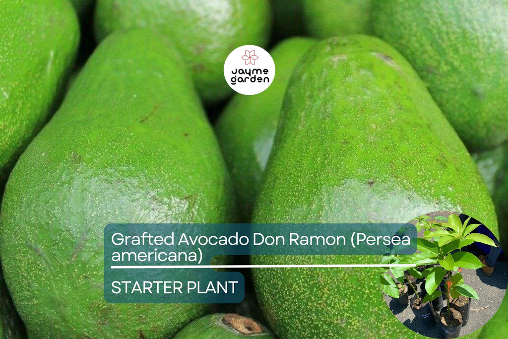 1 Grafted Don Ramon Avocado Tree Persea americana Live Starter Plant 12-24" | Fast Fruiting Tropical Variety | Creamy & Delicious Avocados