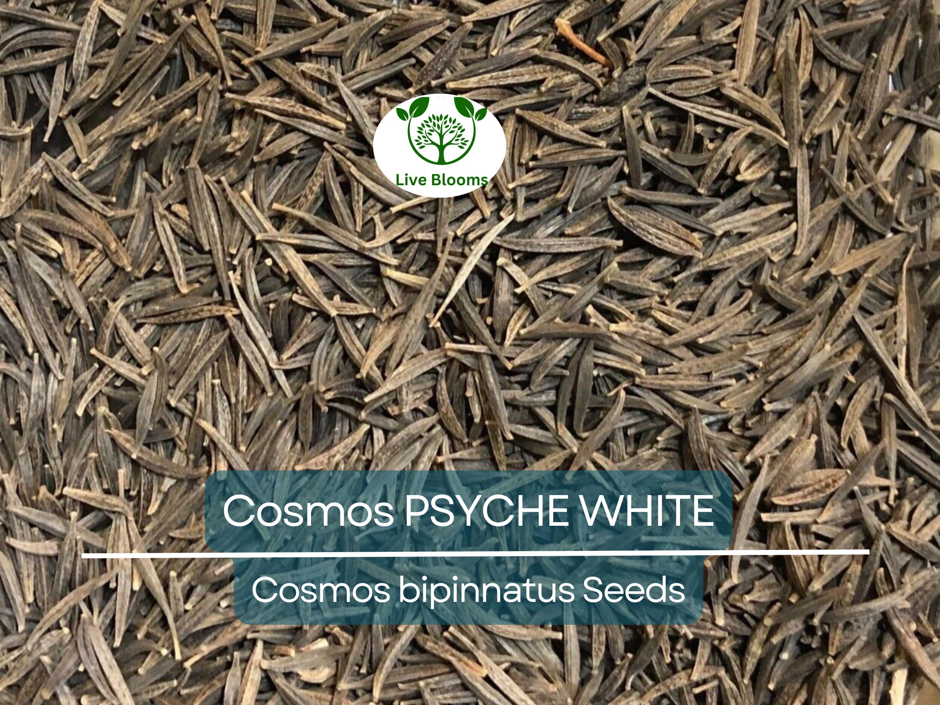 100 Cosmos Psyche White Seeds – Unique Ruffled White Blooms | Attracts Bees & Butterflies | Organic Non-GMO | Cosmos Bipinnatus