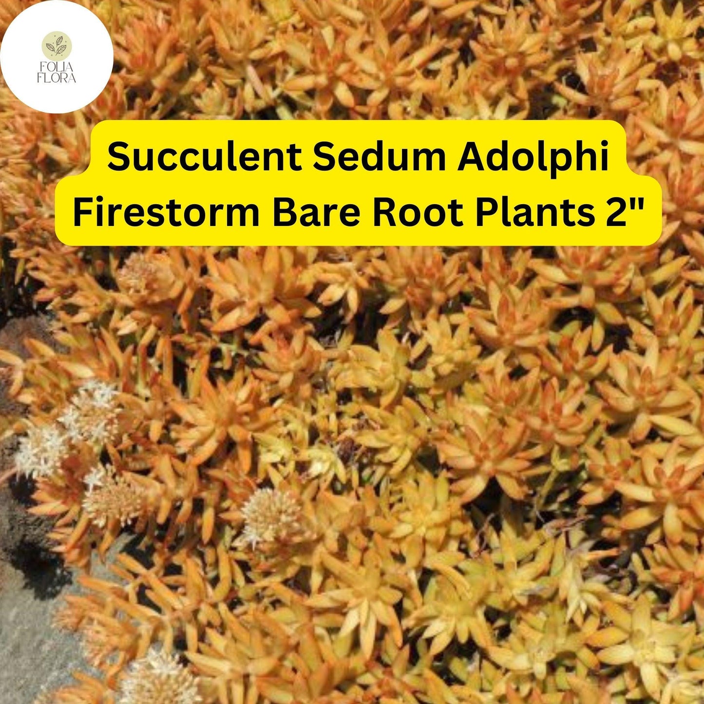 2 Bare Root Live Plants 2" Sedum adolphi ‘Firestorm’ Succulent | Red-Orange Edged Foliage | Easy Care