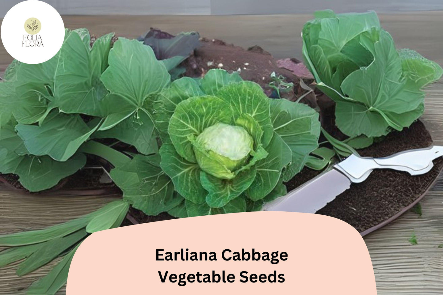 500+ Earliana Cabbage Seeds | Brassica oleracea | Early Heirloom Variety | Bulk Garden Vegetable Seeds