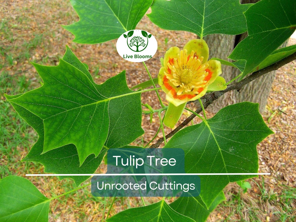 6+ Tulip Tree Unrooted Cuttings | Liriodendron Tulipifera, Fast-Growing, Hardy Deciduous Tree, Ideal for Propagation & Landscaping
