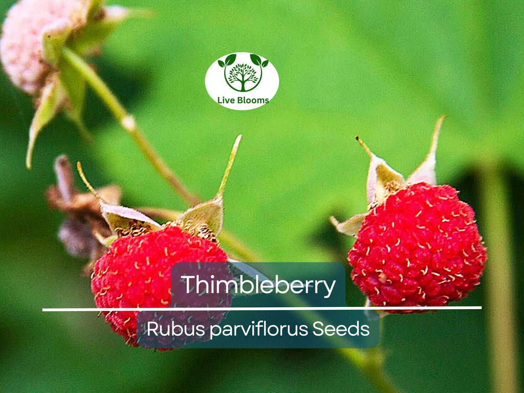 50 Thimbleberry Seeds (Rubus parviflorus) – Flowering Raspberry, Sweet Berry Fruit, Hardy Bush, Easy to Grow, Edible Fruit for Garden