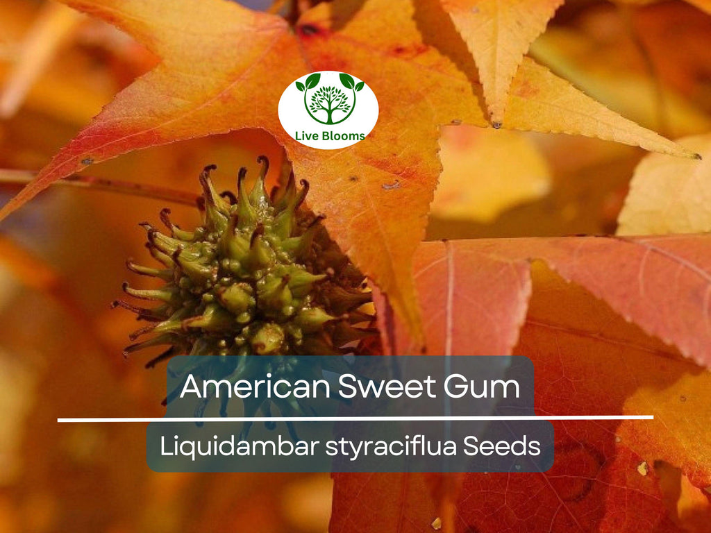 15 American Sweet Gum Tree Seeds (Liquidambar styraciflua), Fall Colorful Tree, Beautiful Hardwood, for Landscaping & Shade, Hardy Tree Seed