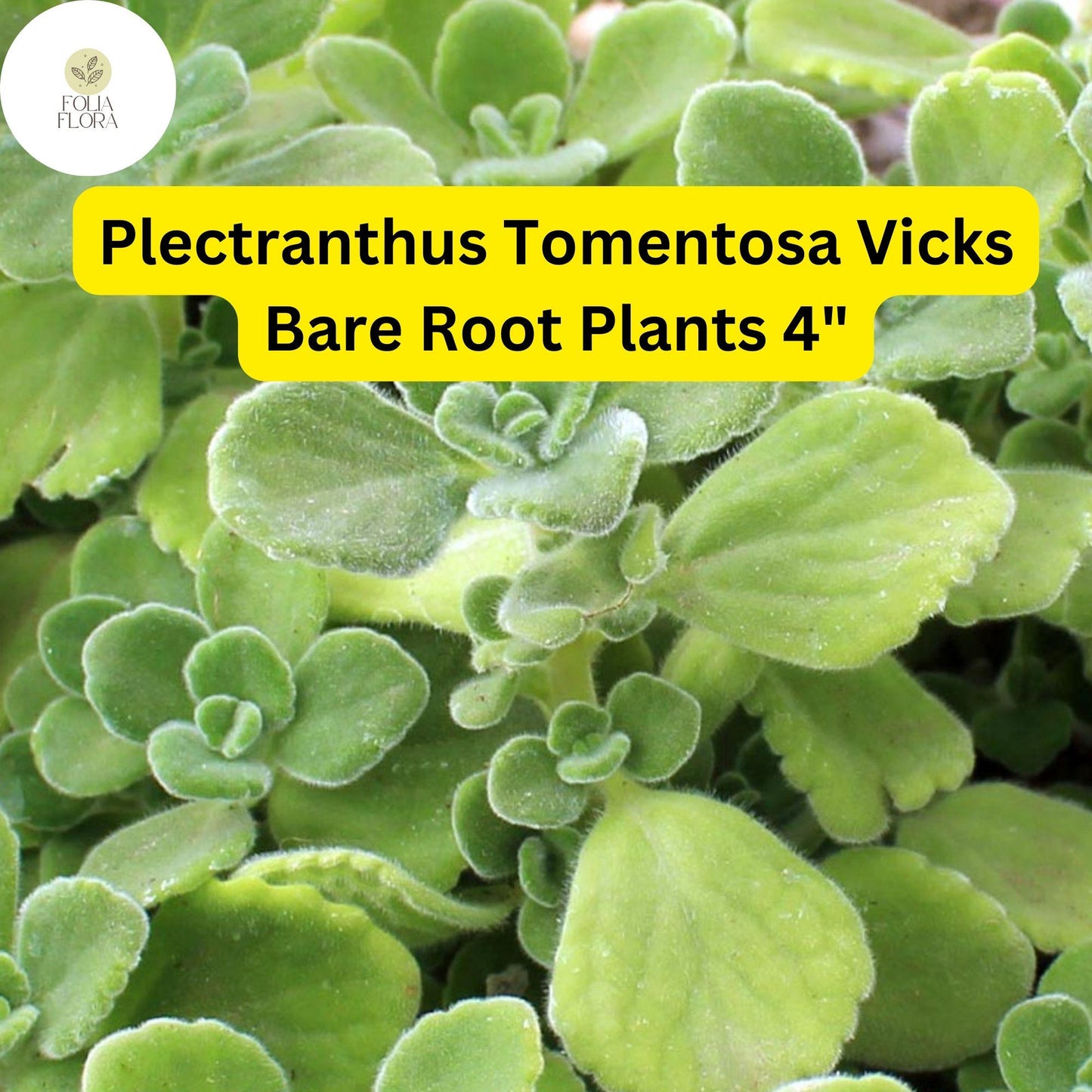 Plectranthus tomentosa – Vicks Plant | 2 Live 4” Bare Root Plants | Fragrant Succulent Houseplant