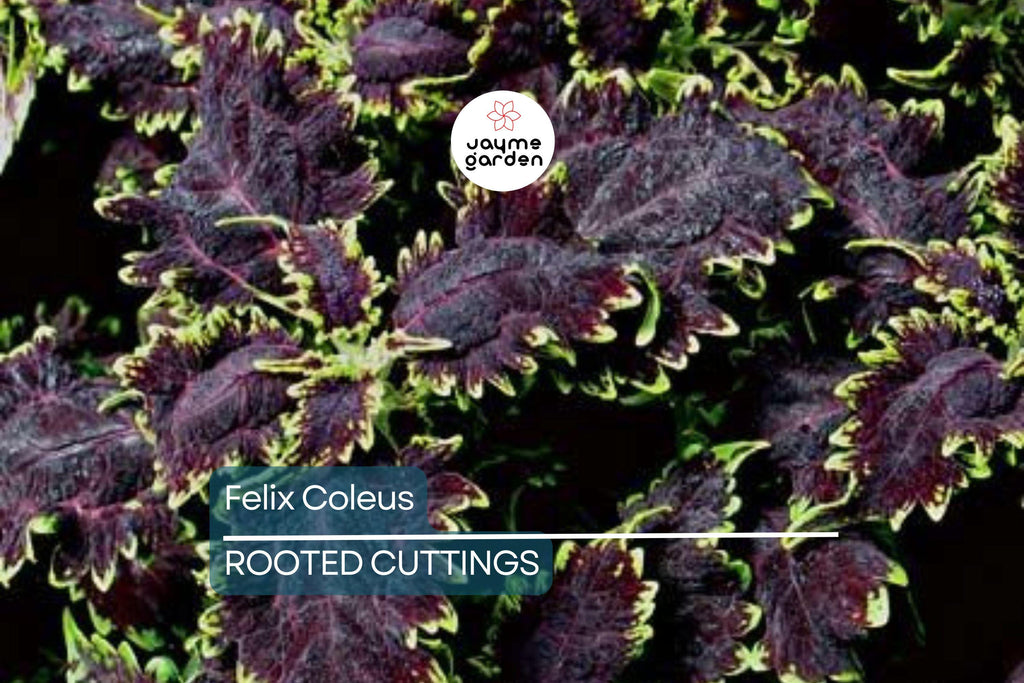 Felix Coleus Rooted Cutting | Vibrant Foliage Starter Plant | Easy Care for Indoor & Outdoor Gardens