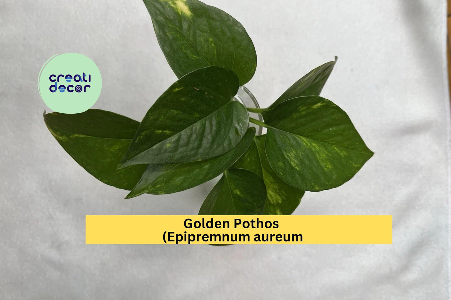 Golden Pothos Plant | Epipremnum aureum 4 Rooted Cuttings | Easy Care Trailing Indoor Houseplant for Pots, Hanging Baskets, or Windowsills