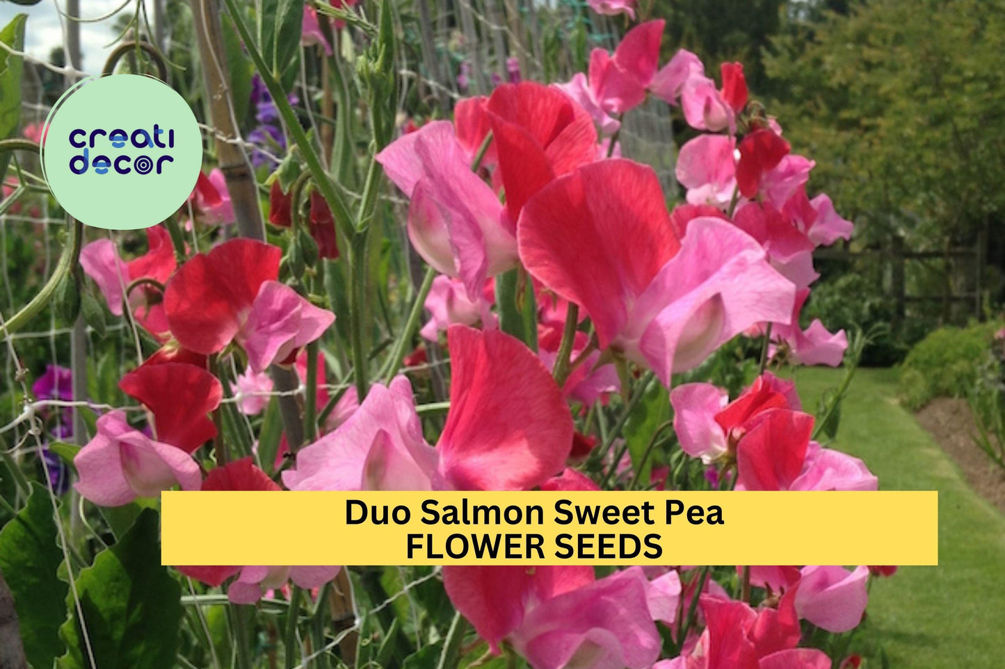 50+ Duo Salmon Sweet Pea Seeds – Soft Pink-Orange Fragrant Blooms for Garden Planting, Climbing Vines for Trellises – USA