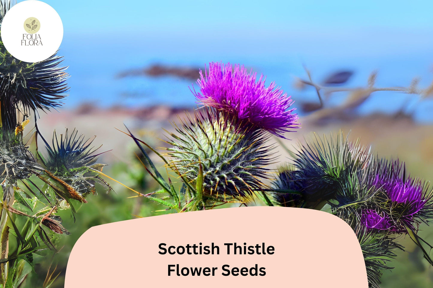 200+ Scottish Thistle Seeds | Onopordum acanthium | Garden Flower Seeds | Ornamental & Pollinator-Friendly Plant