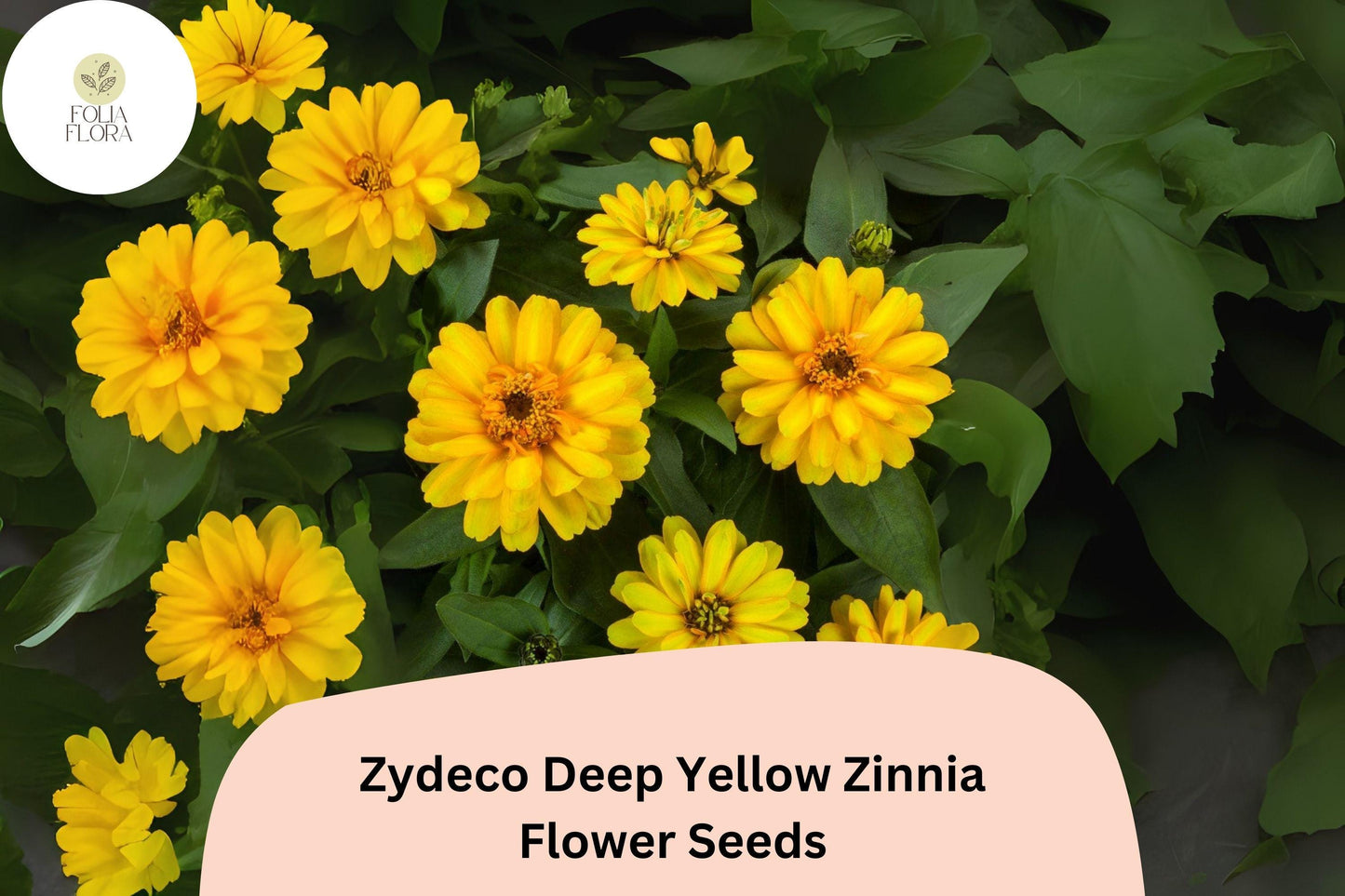 100+ Zydeco Deep Yellow Zinnia Seeds – Bright Golden Blooms for Garden Planting, Borders & Cut Flower Gardens
