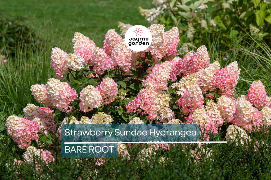 Strawberry Sundae Hydrangea | Live Plant | Bare Root | Stunning Pink & White Blooms | Zones 3-8 | Compact Flowering Shrub